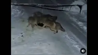 Стая голодных  волков загрызли собаку.