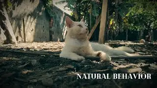 Natural Behavior (Comportamento Natural)