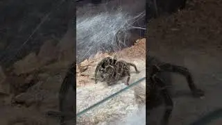 Lasiodora parahybana spider #животные #spider #паук #природа #tarantula #паукптицеед #пауки