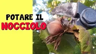 POTARE IL NOCCIOLO
