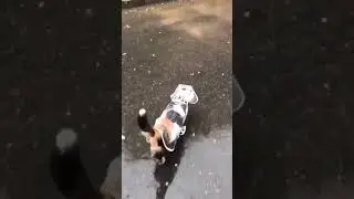 Этой кошке дождь не страшен