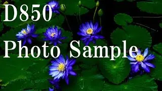 D850 Photo Sample 2017