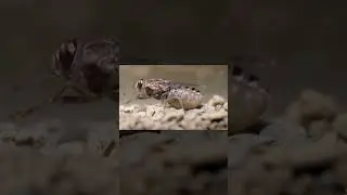 The birth of Tsetse Flies 
