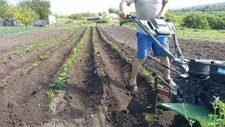 Окучивание картошки мотоблоком БИЗОН