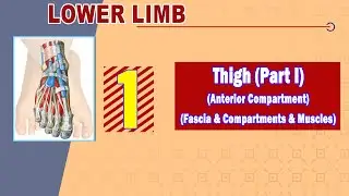 𝟎𝟏. 𝐓𝐡𝐢𝐠𝐡 (𝐈) (𝐂𝐨𝐦𝐩𝐚𝐫𝐭𝐦𝐞𝐧𝐭𝐬 - 𝐅𝐚𝐬𝐜𝐢𝐚 - 𝐌𝐮𝐬𝐜𝐥𝐞𝐬 𝐨𝐟 𝐭𝐡𝐞 𝐚𝐧𝐭𝐞𝐫𝐢𝐨𝐫 𝐜𝐨𝐦𝐩𝐚𝐫𝐭𝐦𝐞𝐧𝐭)