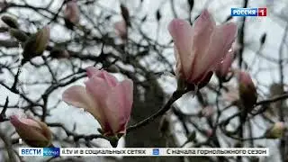 магнолия в Сочи