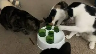 Treats time