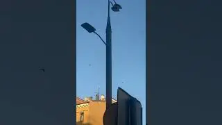 Птички собираются на тусу. Прислала Александра из Москвы.