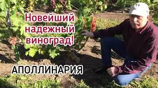АПОЛЛИНАРИЯ - урожайный, надежный виноград, который НЕ ТРЕЩИТ! (2021 год)