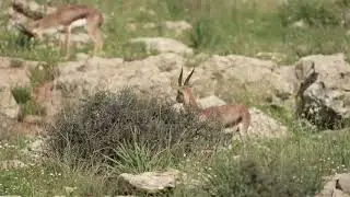 צבי ישראלי 4 זכרים מטיילים ואוכלים ביום אביבי יפה נחל רבה 8.3.2024