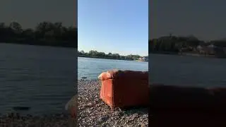 Что только не увидишь на берегу Дона #рыбалка#река#дон#ростов#fishing#youtube#shorts