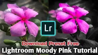 Lightroom Moody Pink Preset Free,Moody Pink Lightroom Preset Free