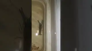 Lobster air tawar. umur 2 bln sudah 2 inch an😁