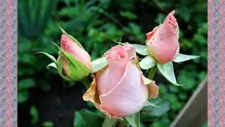 НЕВИННОМЫССК  2-06-2023.