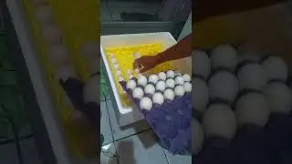 Incubadora automática día 18