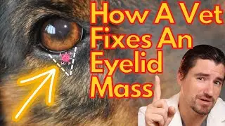 Dog Eyelid Mass.  How a Vet Removes Them