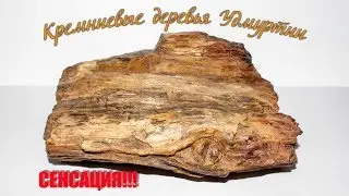 Кремниевые деревья Удмуртии