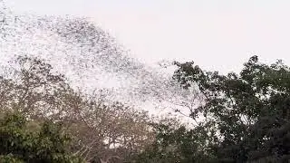 Swarm of bat flying out from the cave at Wat Khao Chong Pran in Rajaburi, Thailand for hours daily
