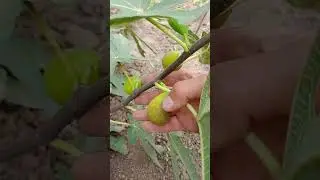 Инжир Рандино и неизвестный. 15.09.2023