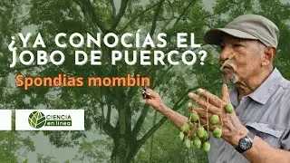 ¿Ya conocías el Jobo de Puerco, Spondias mombin?