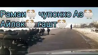 Рамаи чупонхо Аз Айлок гашт