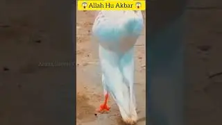 Allahu akbar 😱 Miracle of Allah 😱 