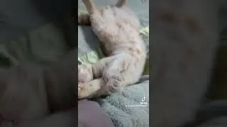 котик