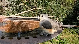 Feathered Friends: A Variety of Species Visit the Backyard Birdbath