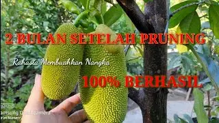 RAHASIA MEMBUAHKAN POHON NANGKA 100% BERHASIL