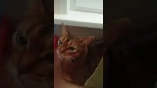 моя кошка 