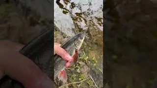 Подуст - рыба краснокнижная. Плыви, брат!
