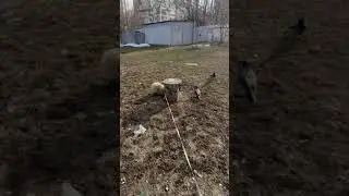 Ворона пристаёт к пекинесу.