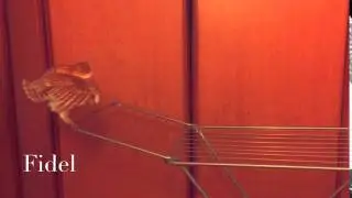Сова Фидель! Сипуха! Сова на сушилке!