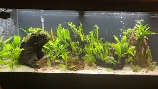 2. Fluval Roma 240. I added 10 Harlequin Rasboras and 5 more Cardinals to my tank!