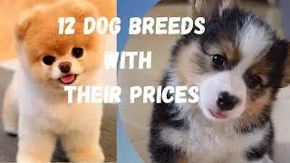 12  DOG BREEDS WITH THEIR PRICES l CUTE DOGS WITH PRICES l HUMAN FRIENDLY DOGS l
