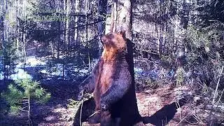 ID3067/Висимский заповедник/Медведь Ферапонт танцует диско