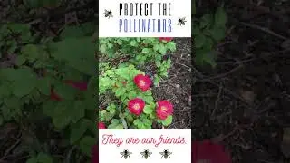 Protect the Pollinators 