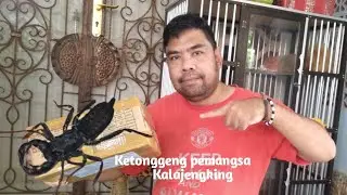 Review Sekelompok Hewan Beruas Pemangsa Kalajengking - Ketungging