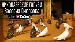 Радужные, черномурые Николаевские голуби Валерия Сидорова. п.Прибрежный 2023