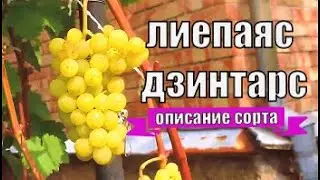 Виноград. Сорт ЛИЕПАЯС ДЗИНТАРС. Описание и рекомендации по выращиванию в северных регионах.