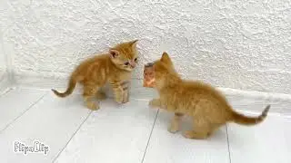 Gato peleando con mewing