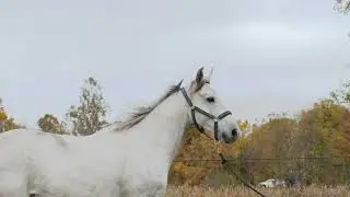 Horse Gait Motion Analysis