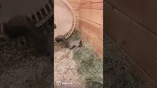 Уля выросла и теперь у неё есть собственная комната в деревне🤩