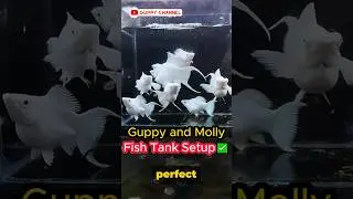 Guppy Fish Care - Guppy and Molly Fish Tank Setup 
