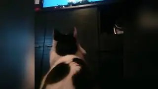 Un chat regarde un documentaire sur les animaux