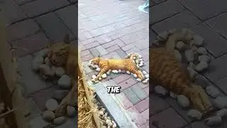 This cat slept like a baby 😂