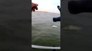 судак на джерк #рыбалка #маныч #рыбалканасудака