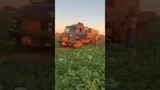 Погрузка 🍉🔥🚛