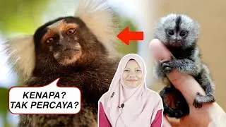 Marmoset: Monyet Mini