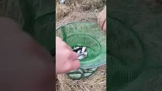 Порыбачили с утра до обеда. Окунь. Сорога. Подлещик